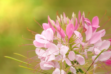 Close up of blooming pink Spider flower (Cleome hassleriana) in the gardenの写真素材