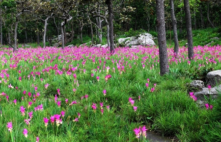 Pink Siam tulips (Curcuma alismatifolia) blooming in the field  at Pa Hin Ngam National Park Chaiyaphum, Thailand.の写真素材