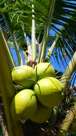 Cluster of green coconuts on coconut treeの写真素材