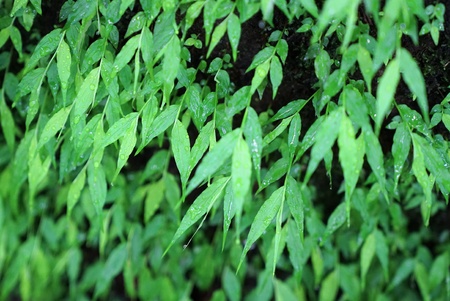 Fresh green leaf with water drops for backgroundの写真素材