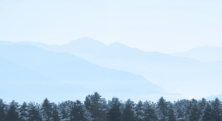 Pine trees with layer of mountains in misty morning, Bhutanの写真素材