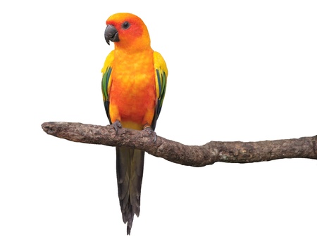 Sun Conure parrot with  red orange yellow  and green colors standing on tree branch isolated on...