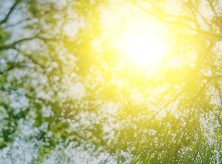 Abstract blurred natural green tree branches with sunlightの写真素材