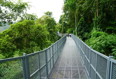 Tree Canopy Walkway, The Iron Bridge in the tropical forest at Queen Sirikit Botanic Garden, Chiang...