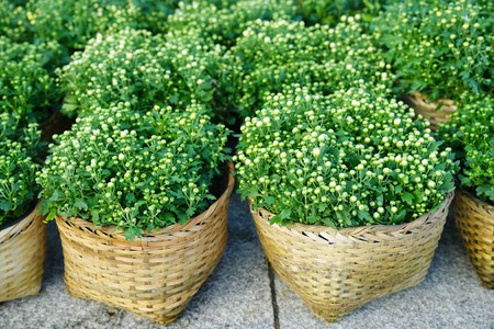 Budding white Chrysanthemum flowers in bamboo weave basketsの写真素材