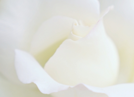 Soft focus white rose  background. Defocused blur rose petals, abstract romance background.の写真素材