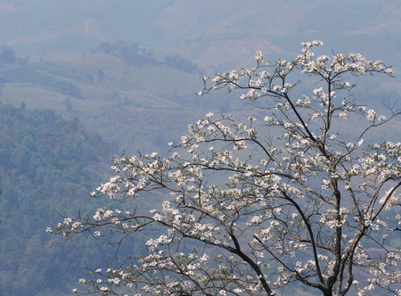 Blooming white orchid Tree or  butterfly tree flower (Bauhinia variegata) with layer of mountain background at  Doi Pha Tang, Chiang Rai, Thailandの写真素材