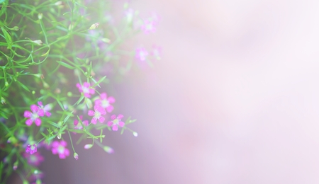 Pink Gypsophila muralis  or GYPSY PINKの写真素材