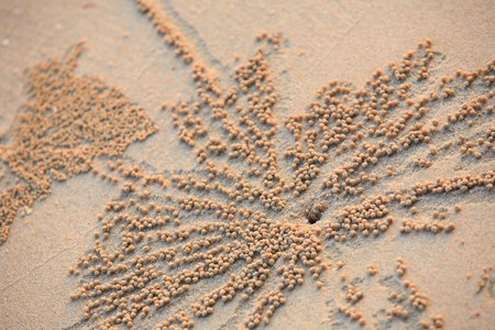 Crab on a beach in Andaman Sea の写真素材