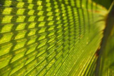 Close up to a green leaf の写真素材