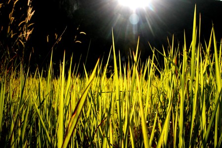 High green lush grass, back lighting の写真素材