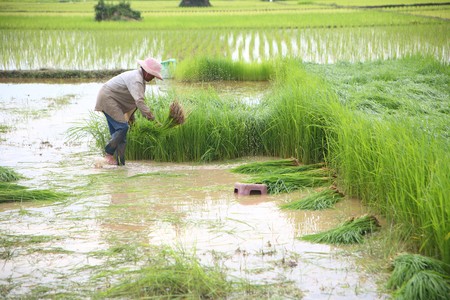 Rice farming.の写真素材