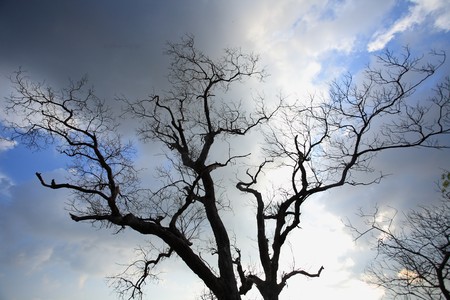 Structure of branches of trees in the winter の写真素材
