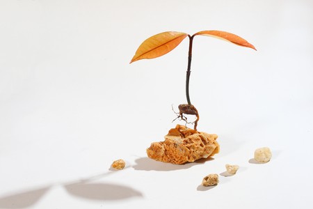 young tree and rock on white background
