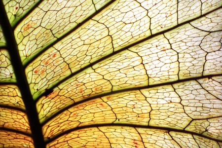 close-up texture leaf showe detail