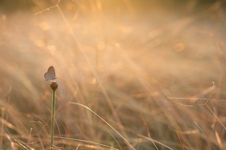 Butterfly taking nectar from a clover flowerの写真素材