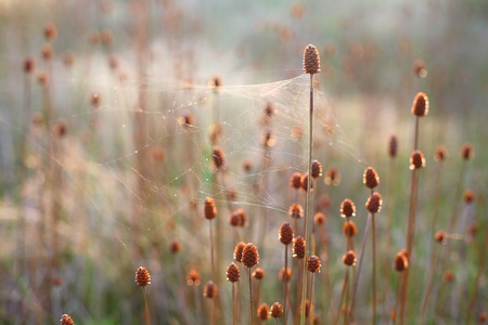 close up beatiful dry grass on the filed.の写真素材
