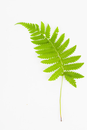 green leaf on a white backgroundの写真素材