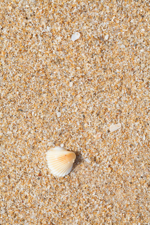 sea shells with sand as backgroundの写真素材