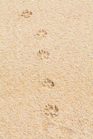 Foot prints on a sandy beachの写真素材