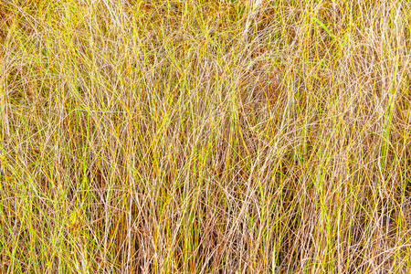 Grassの写真素材