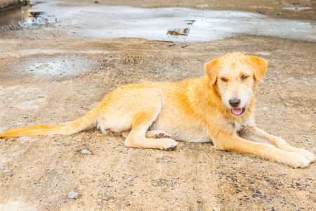 Animal portraits with Thai Dogの写真素材