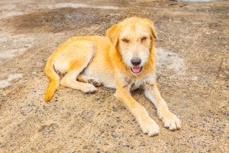 Animal portraits with Thai Dogの写真素材