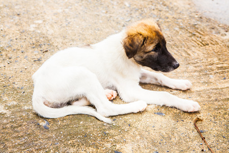 Animal portraits with Thai Dogの写真素材