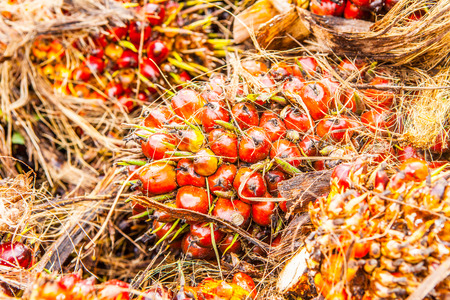 Palm Oil Fruitsの写真素材