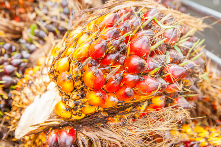 Palm Oil Fruitsの写真素材