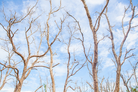 Dead tree branch on blue sky.の写真素材