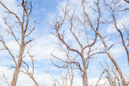 Dead tree branch on blue sky.の写真素材