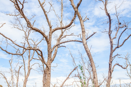 Dead tree branch on blue sky.の写真素材