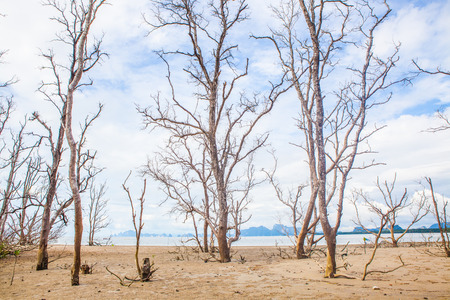 Dead tree branch on blue sky.の写真素材