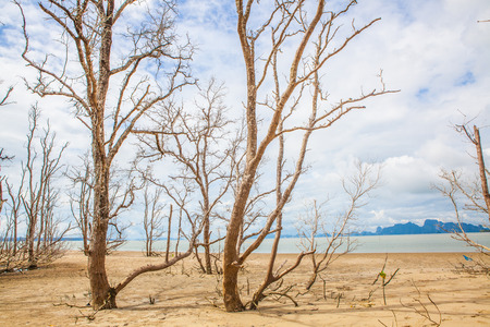 Dead tree branch on blue sky.の写真素材