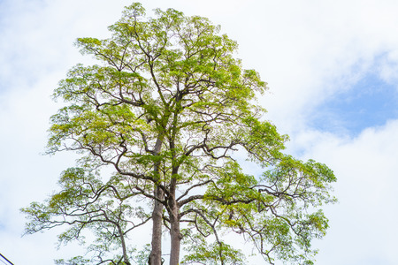 Branch of tree on blue skyの写真素材
