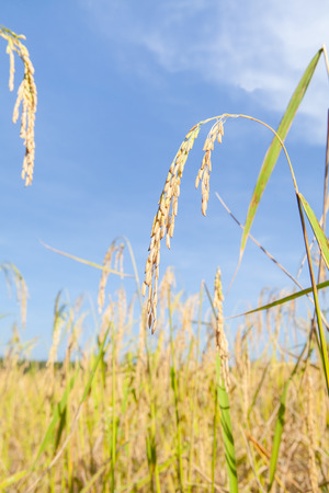 rice fieldの写真素材