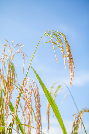 rice fieldの写真素材