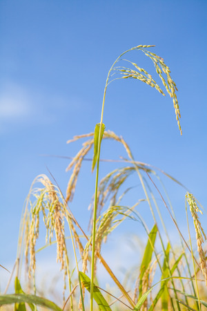 rice fieldの写真素材