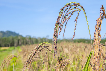 Black rice seeds in fieldの写真素材