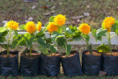 Flowers in the gardenの写真素材