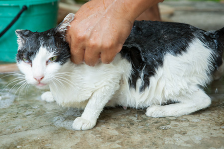 wash catの写真素材