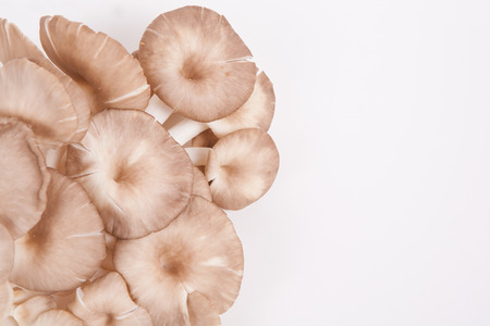 oyster mushroom on white paper backgroundの写真素材