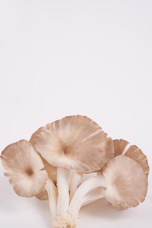 oyster mushroom on white paper backgroundの写真素材