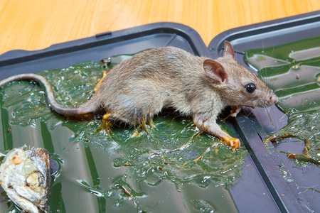 glue mousetrap.の写真素材