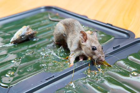 glue mousetrap.の写真素材