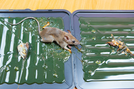 glue mousetrap.の写真素材