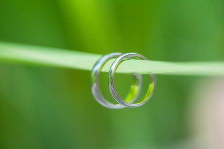 Rings  wedding on a green  leaf background