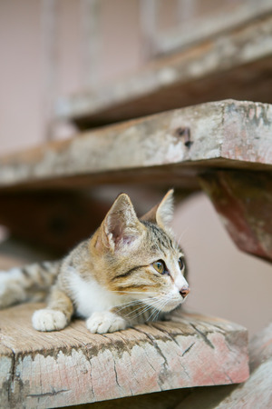 The little kitten in school at Thailandの写真素材