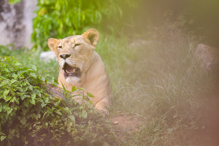 The portrait of White lion in Thailand zooの写真素材